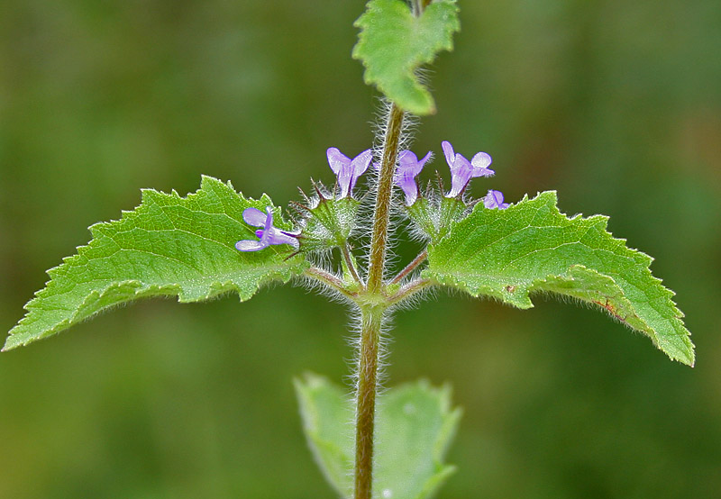 Moléculas de planta medicinal Hyptis suaveolens eliminan células de cáncer de mama.