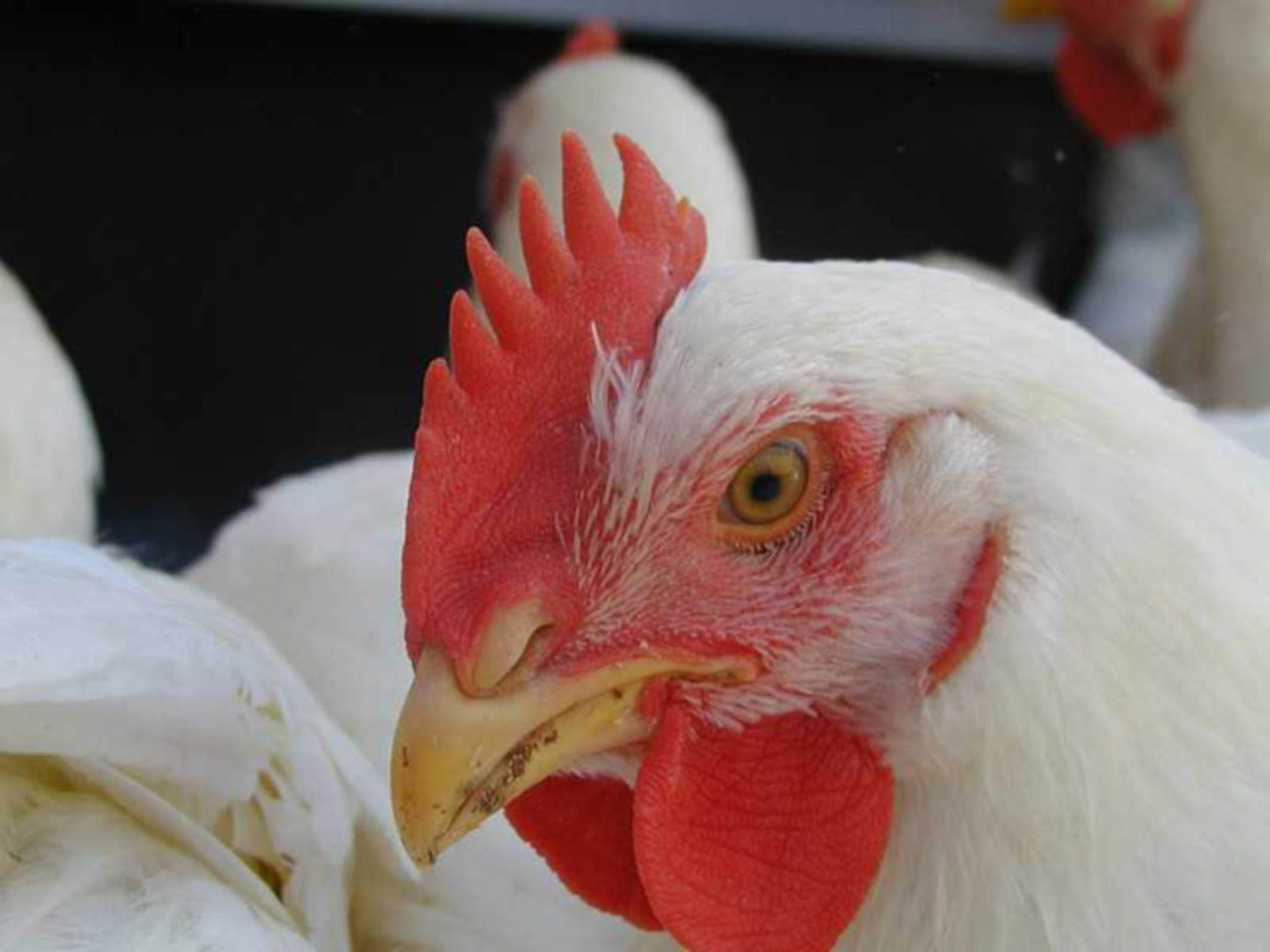 México es el séptimo productor de pollo, pero con dependencia genética