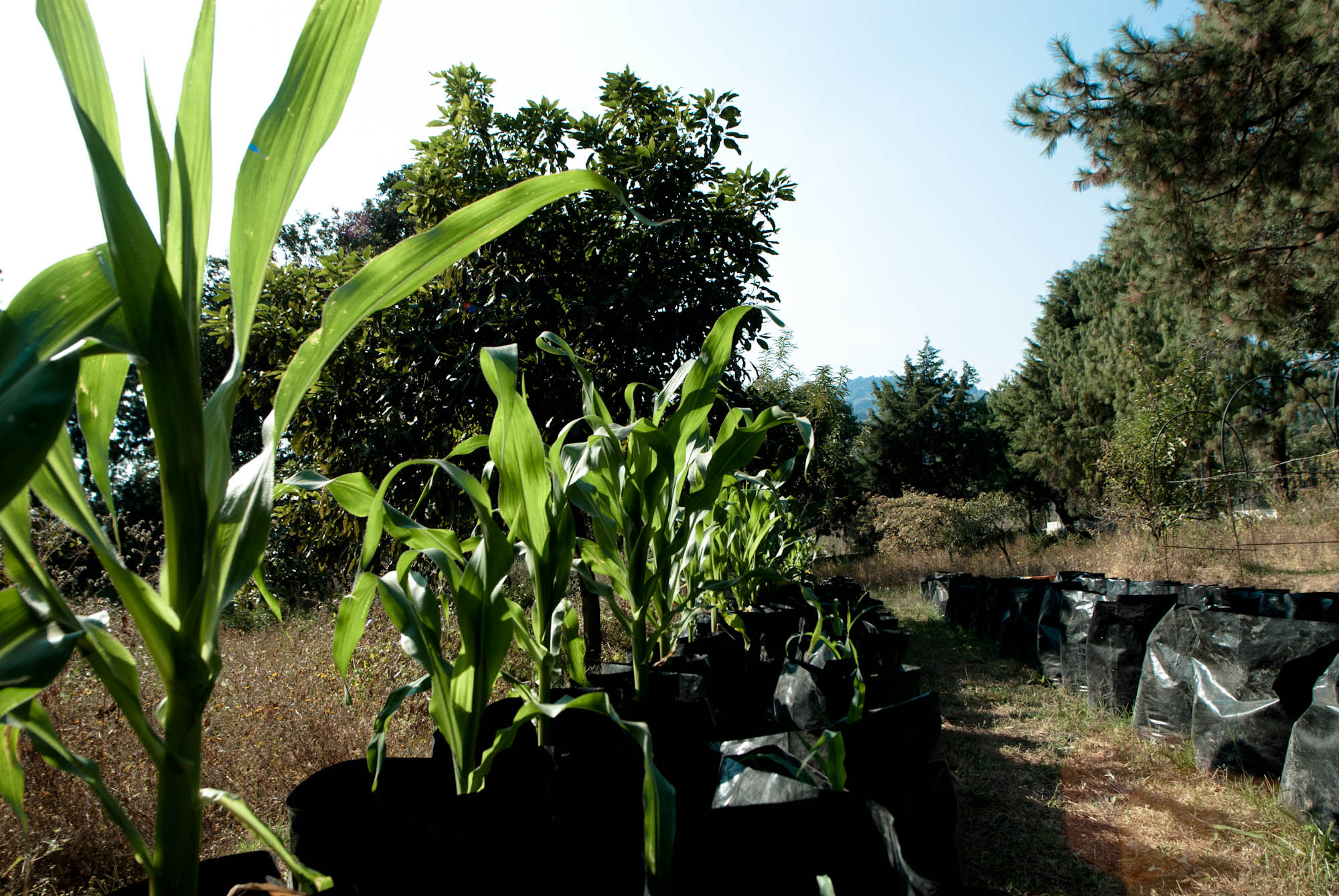 UNAM crea "milpa sustentable" una cruzada contra el hambre.