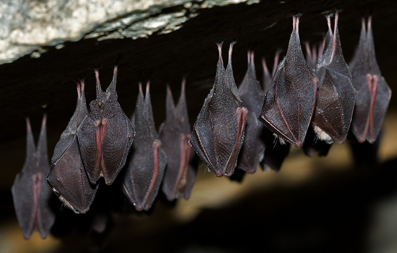 20 especies de murciélagos en peligro de extinción