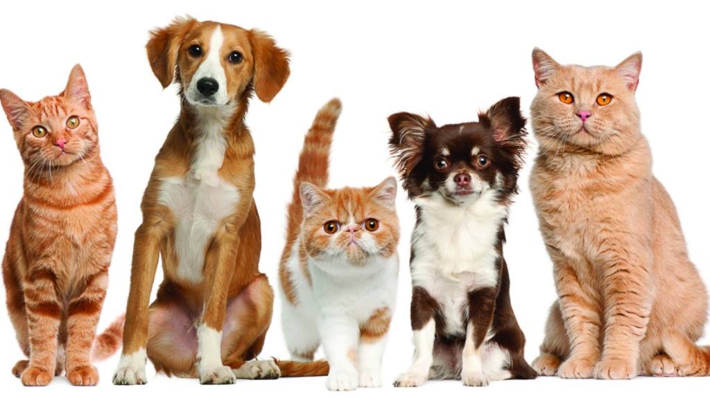 Inicia campaña para vacunar a perros y gatos contra la rabia