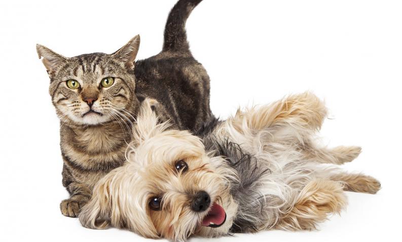 Inicia campaña para vacunar a perros y gatos contra la rabia.