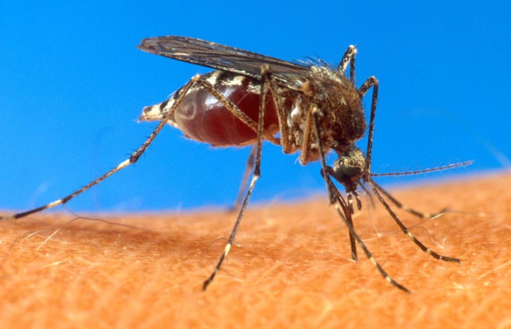 el dengue es una enfermedad febril contagiada por el mosquito Aedes aegypti.