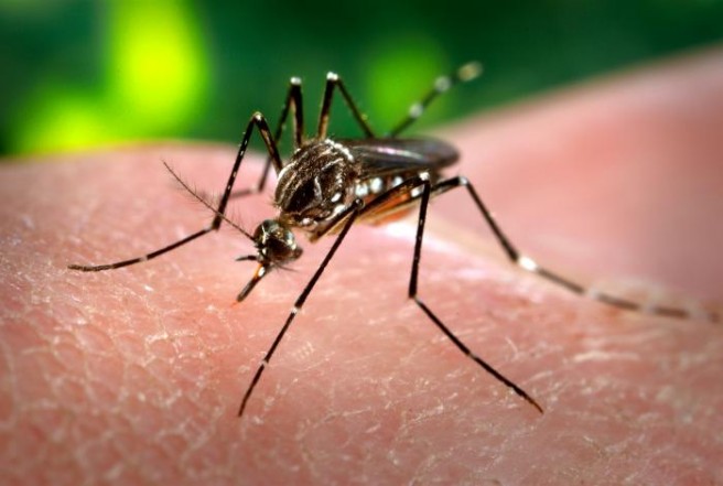 Alertan por casos de dengue en Corregidora.