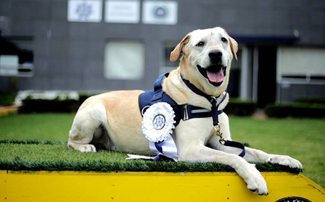 Conoce a "René" el perro policía que se retira debido a enfermedad terminal .Foto: PF.