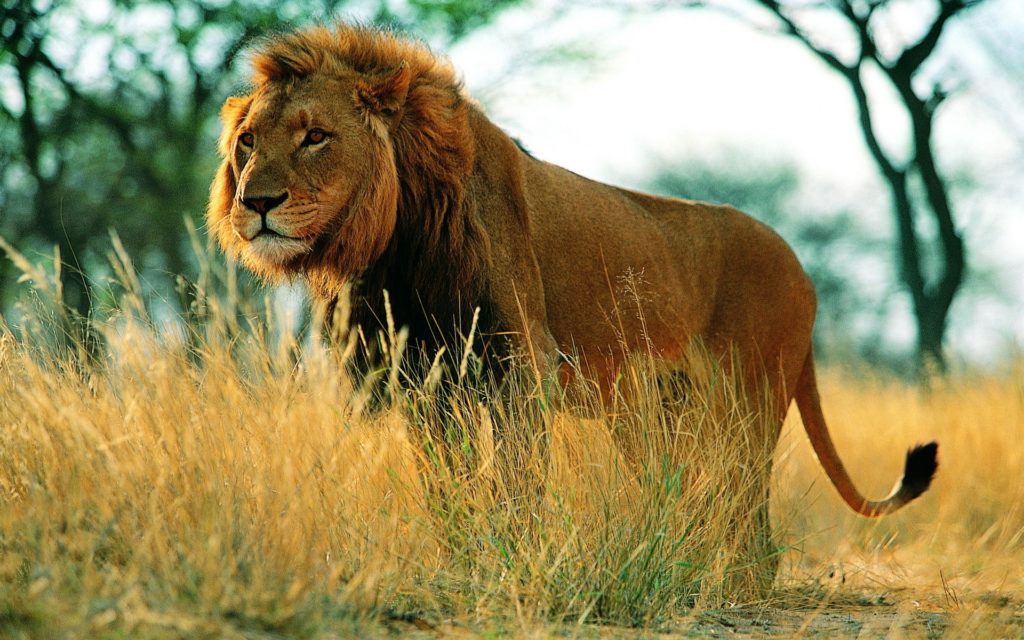 Decomisan a león africano que exhibían en un restaurante de Querétaro Capital