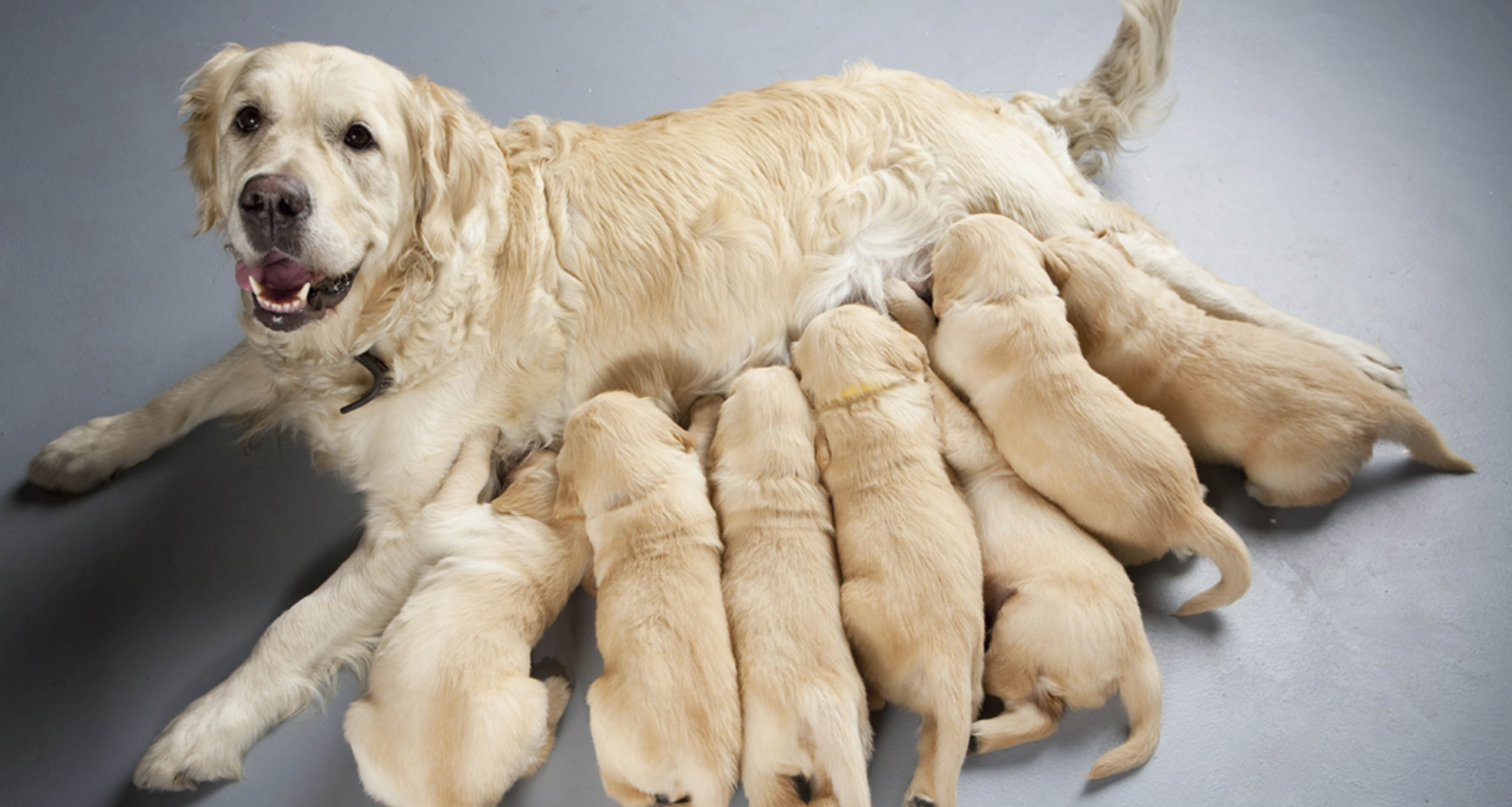 La esterilización temprana, la mejor prevención de enfermedades en perros y gatos