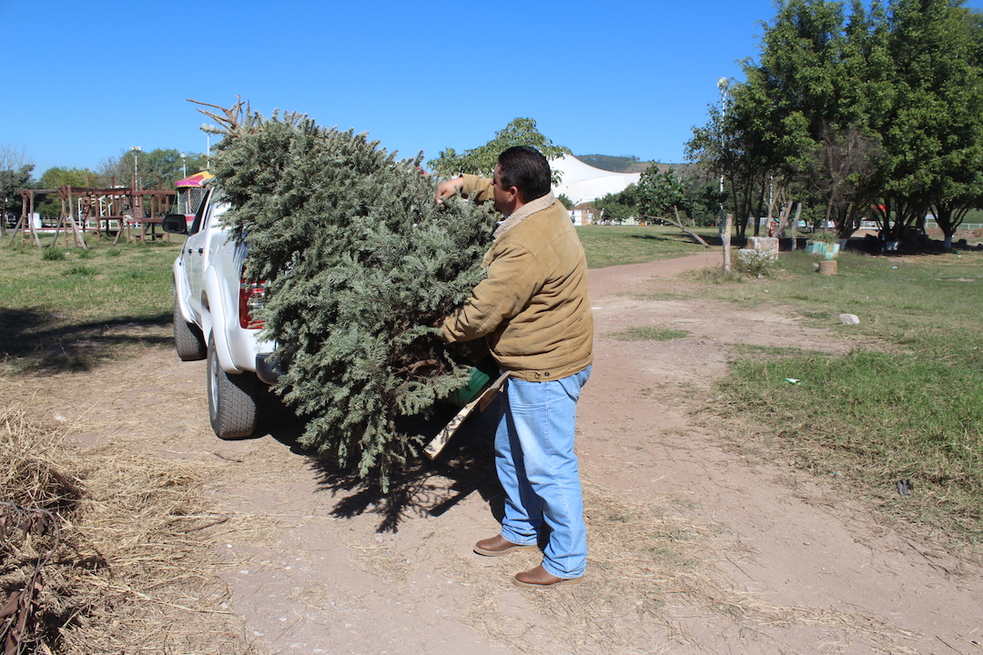 Abren 235 centros de acopio para rboles de Navidad naturales 4