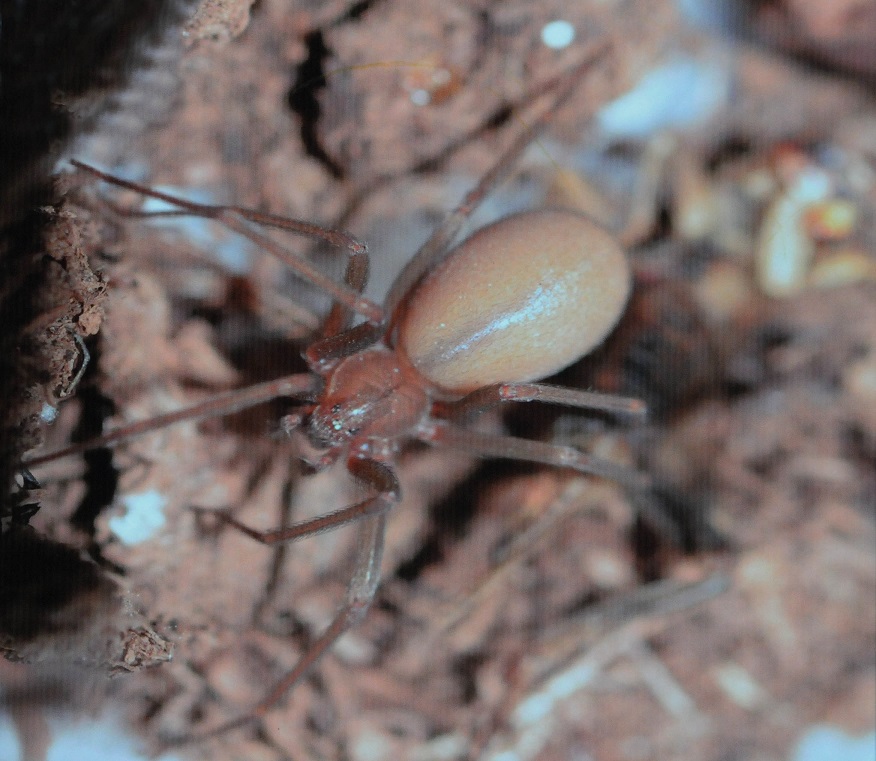 Descubren nueva especie de araña violinista