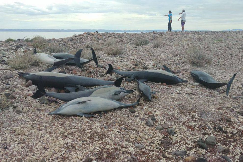 Varamiento de delfines en BCS no fue por causa de alguna enfermedad. Foto: BCS Noticias.