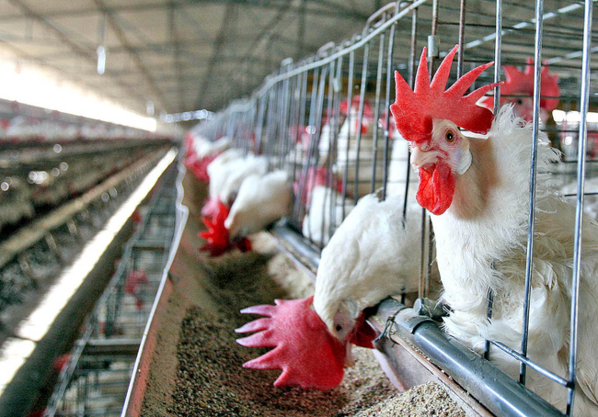 Reportan 2 brotes de virus de gripe aviar H7N3; uno de ellos en Querétaro