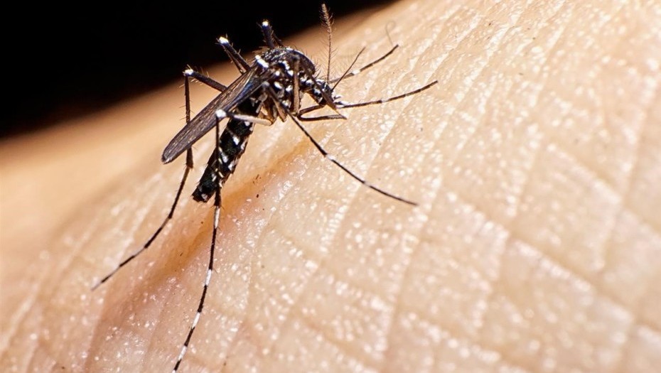 Arranca la Jornada Nacional de Lucha contra el Dengue, Chikungunya y Zika en Querétaro