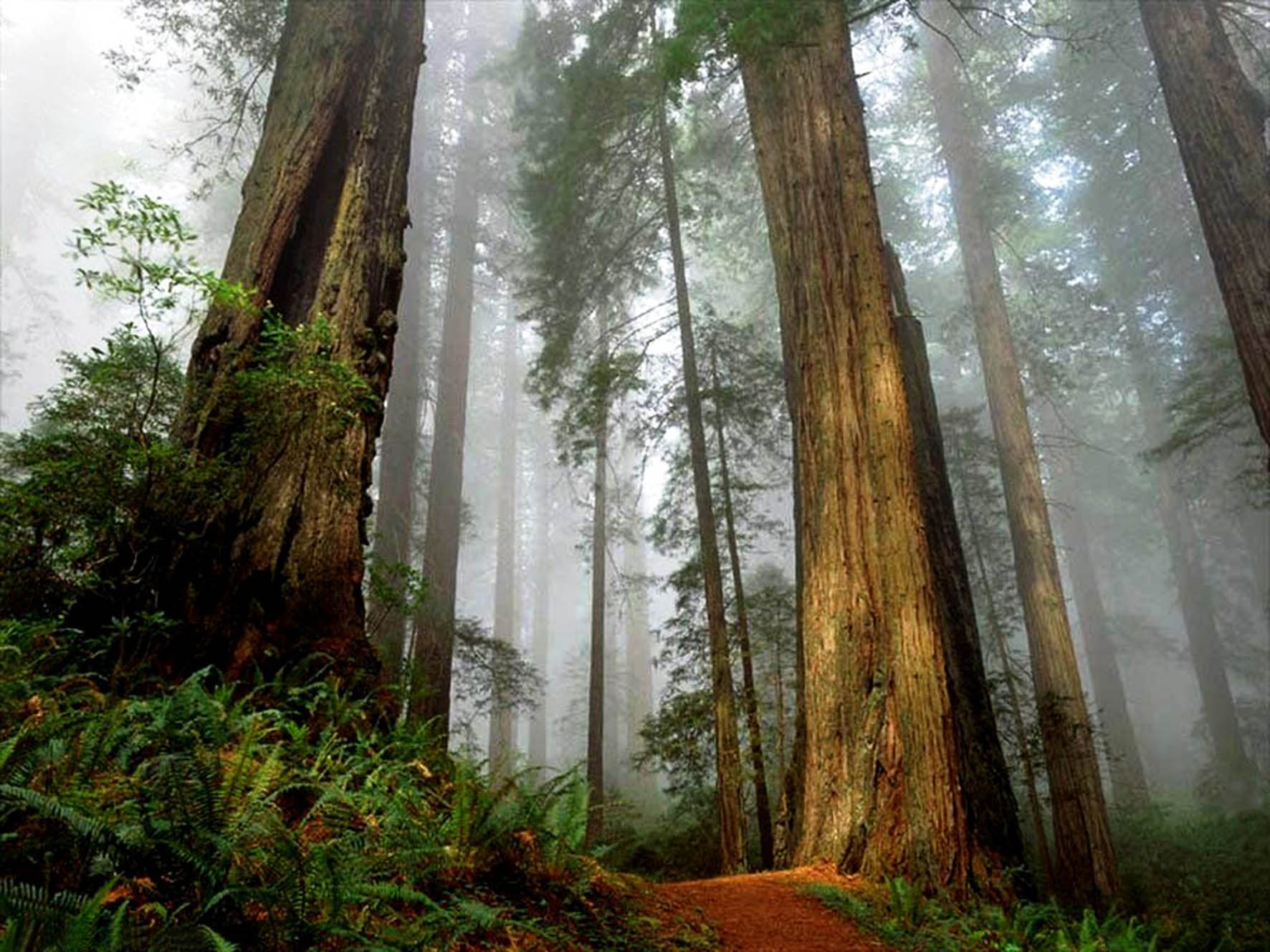 En los bosques de todo el mundo los árboles más grandes se están muriendo.