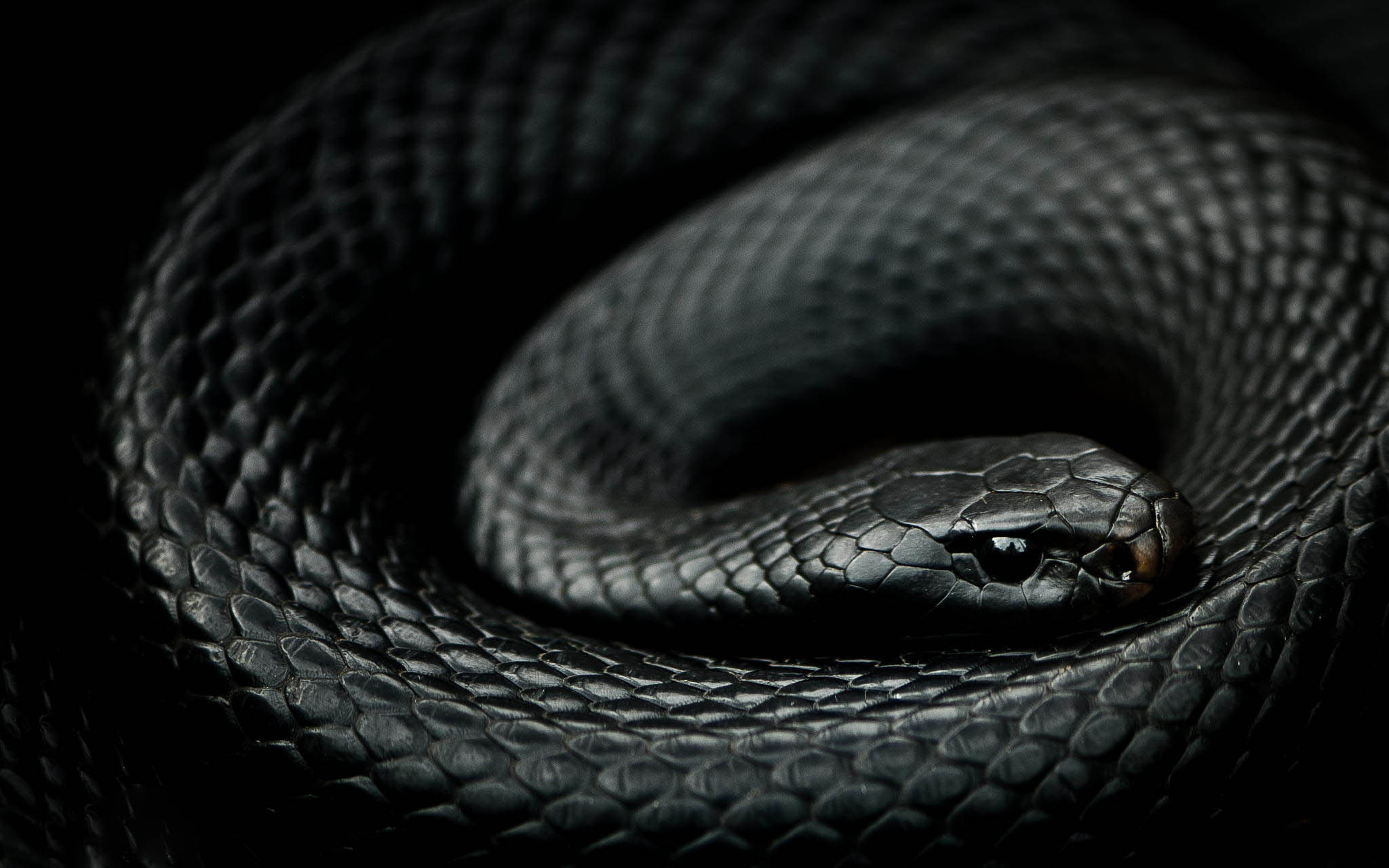 Científicos de la UNAM crean antiveneno eficiente contra mordeduras de serpientes