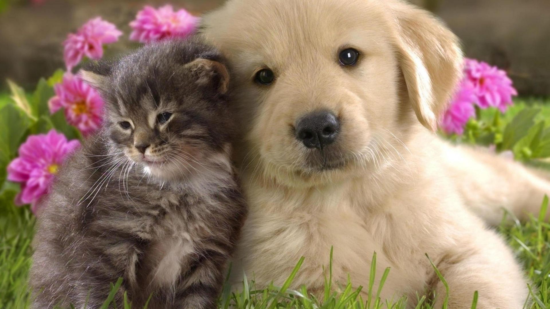 ¿Tienes mascota? Llévala a vacunar en la Semana Nacional de reforzamiento de Vacunación Antirrábica Canina y Felina