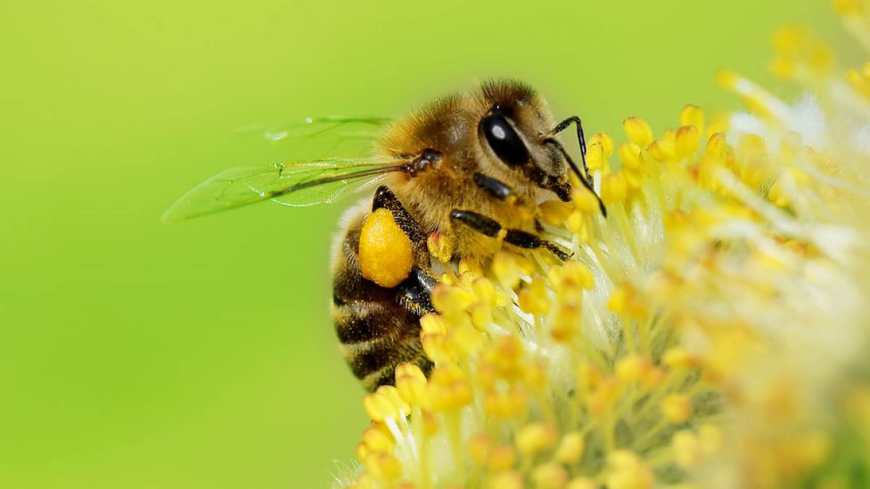 Se reduce hasta el 80% de la población de abejas; está en riesgo la alimentación humana.
