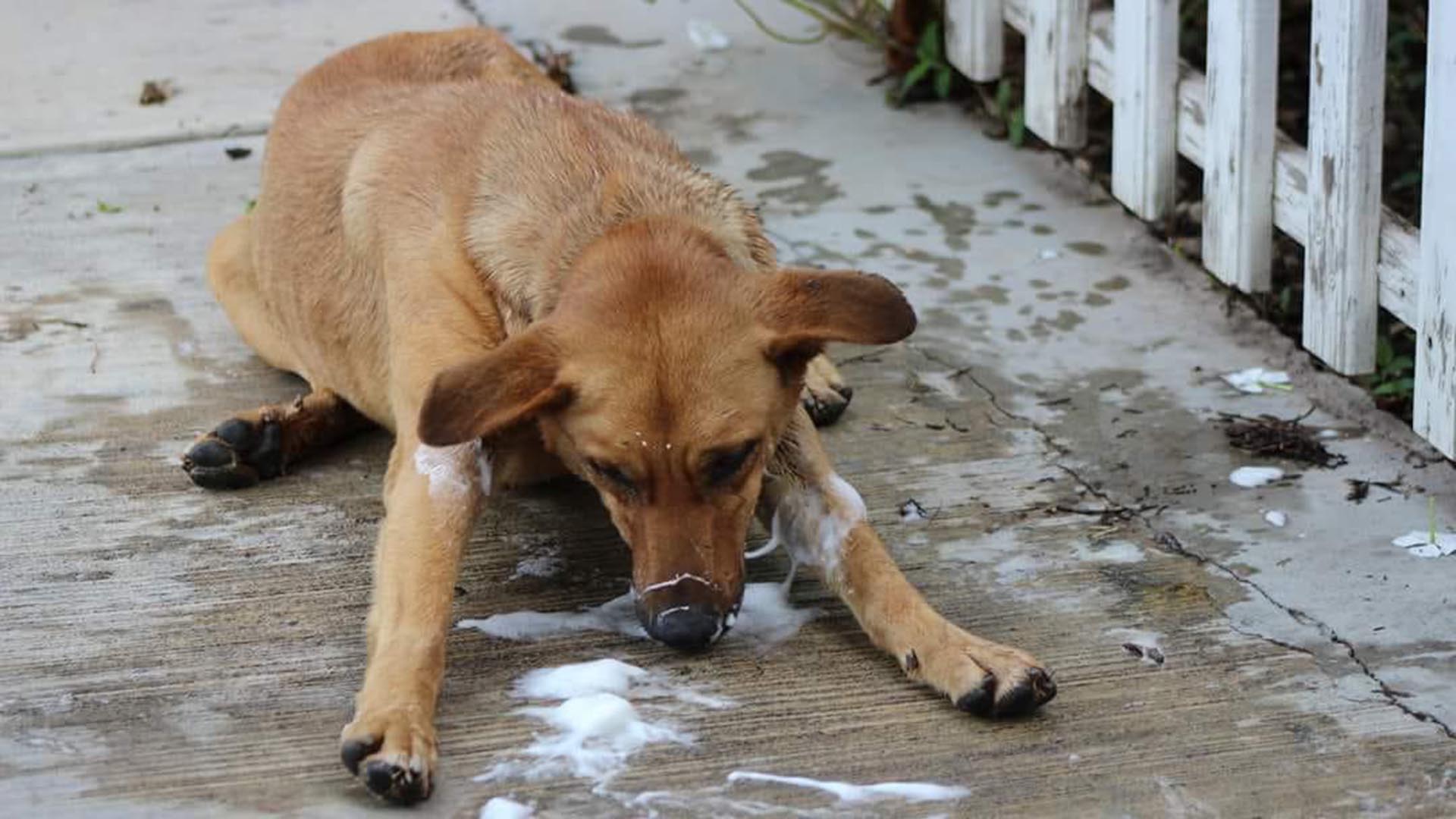 Buscan a "mata perros" en Tequisquiapan. Foto: Internet de carácter informativo.