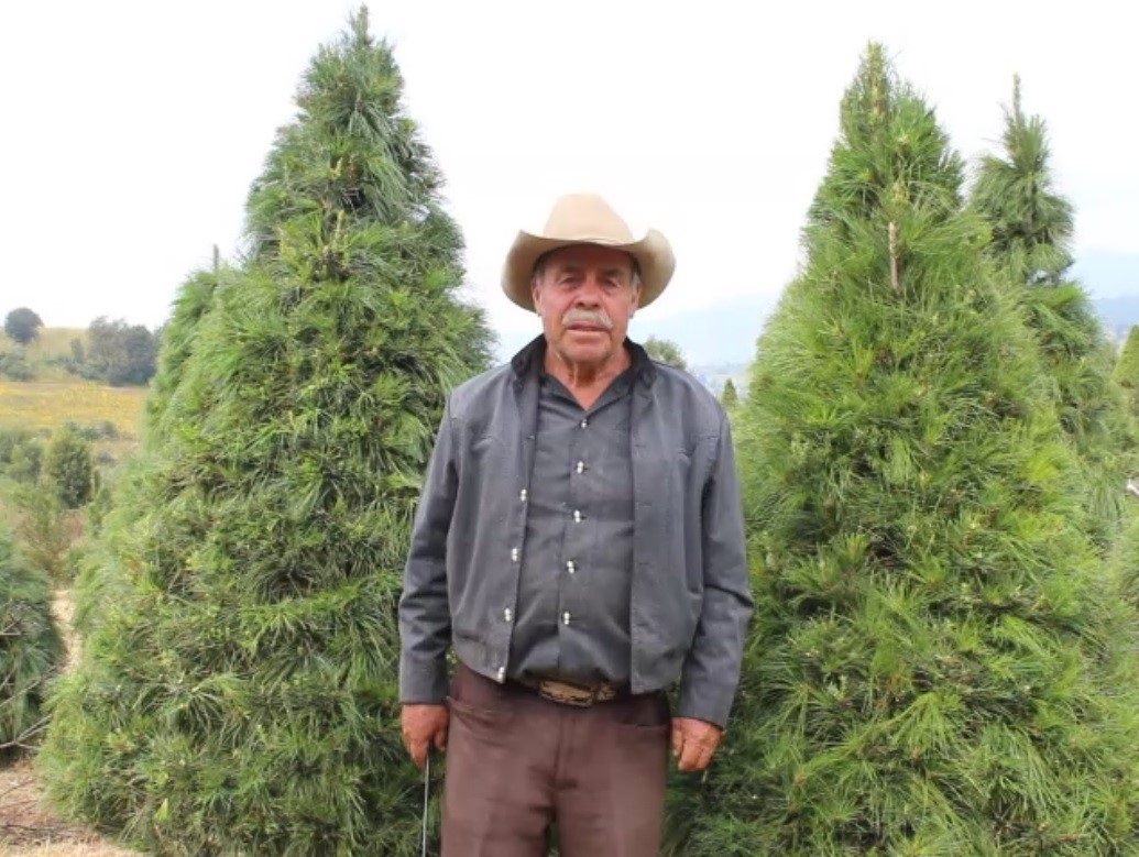 Amealco de Bonfil destaca por producción de árboles navideños.
