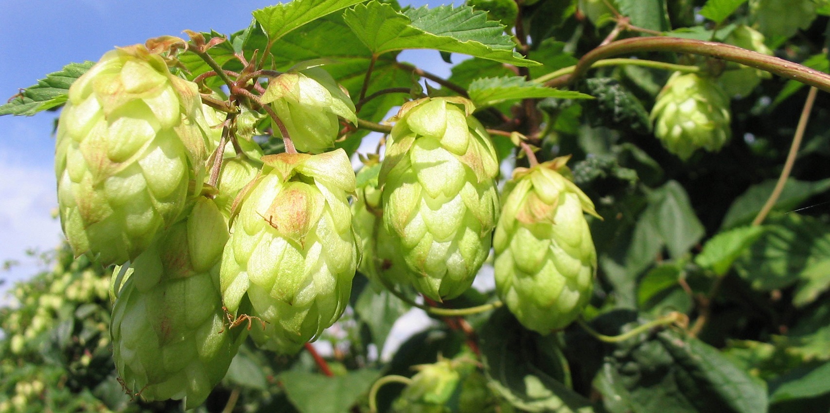Planta para fabricar cerveza, podría servir para disminuir los síntomas del climaterio.