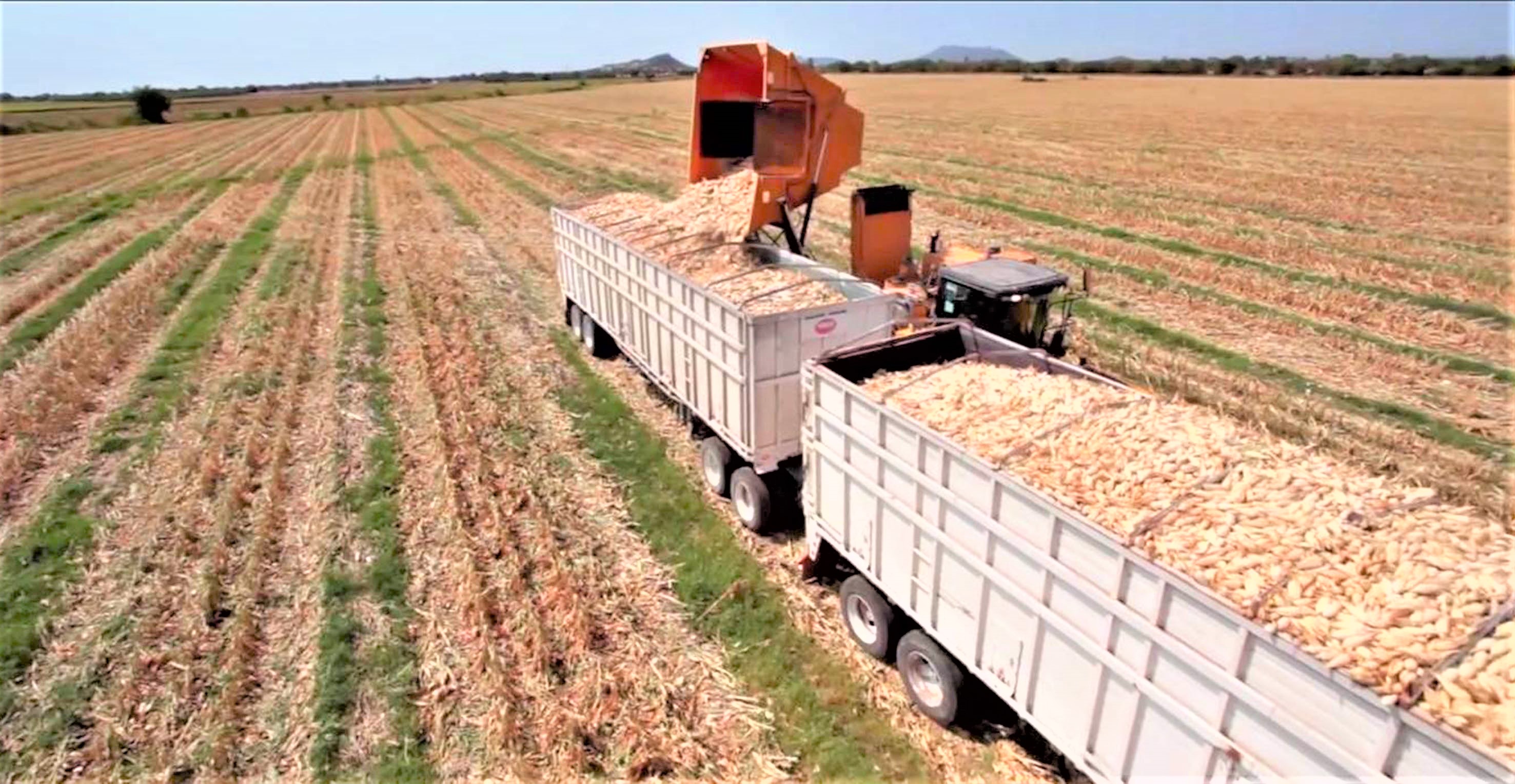 La producción de alimentos, el mayor de los desafíos para la sustentabilidad global.