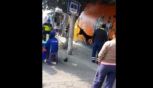 #Vídeos >Funcionarios de Cadereyta de Montes son suspendidos por maltrato animal.