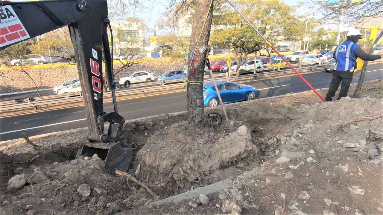 Reemplazarán árboles que serán afectados por obras en Boulevard Bernardo Quintana