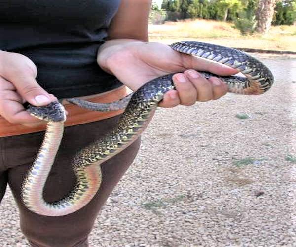 La UAQ inicia capacitación en manejo de serpientes. Foto: Internet.