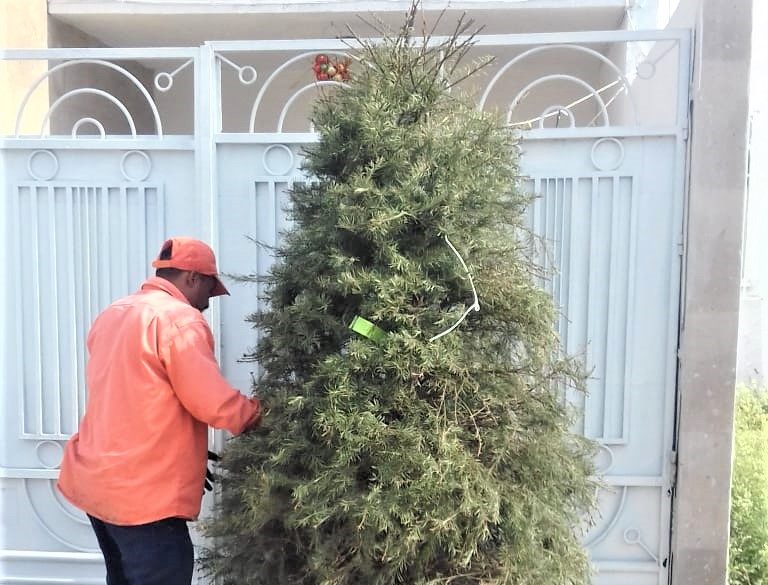 Concluye campaña de recolección de árboles de navidad en Corregidora.