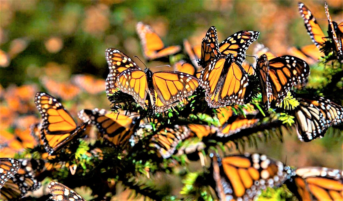 La migración de la mariposa monarca y su función polinizadora está en riesgo