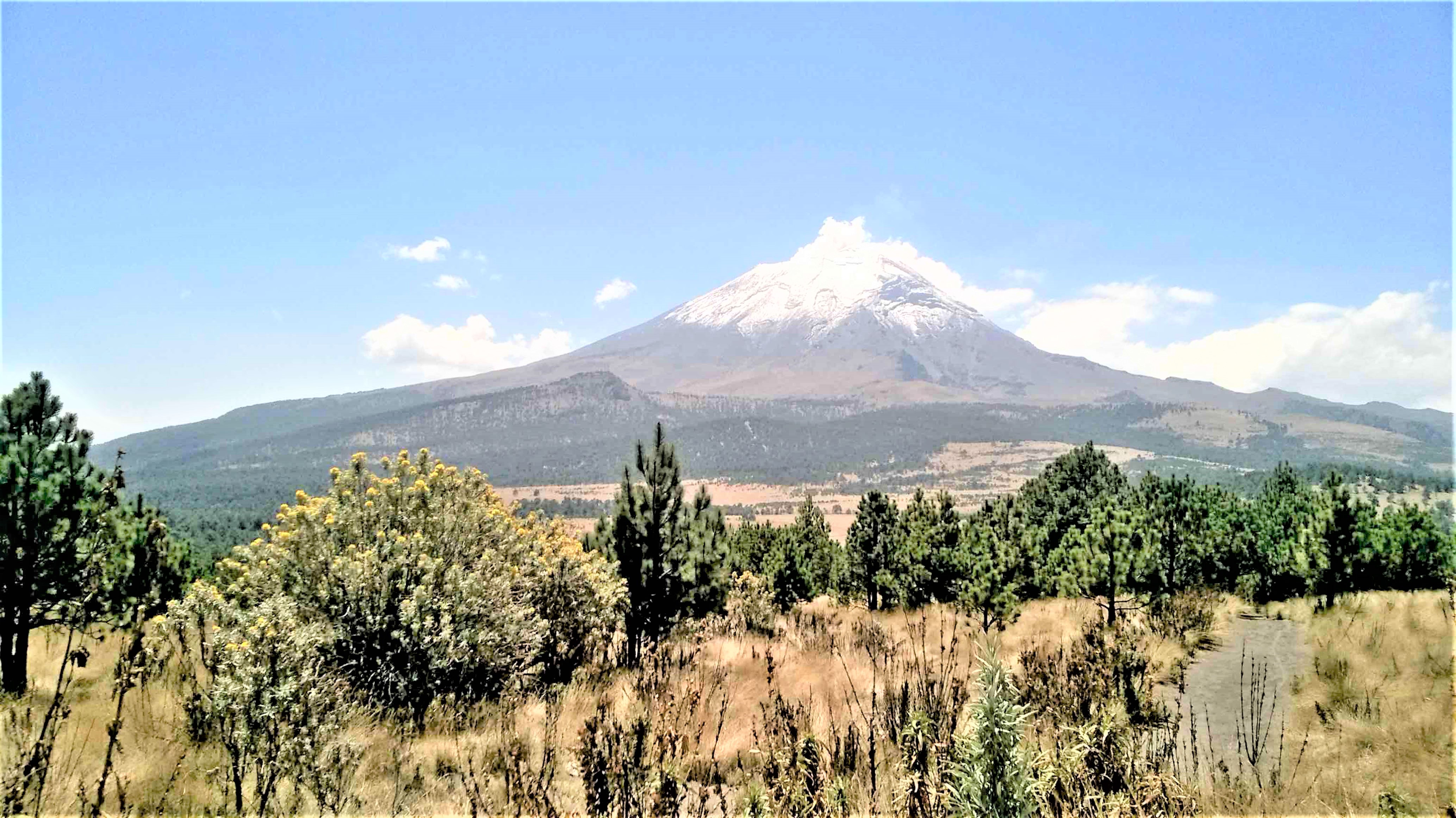 Bosques del centro de México se recuperan: Investigadores.