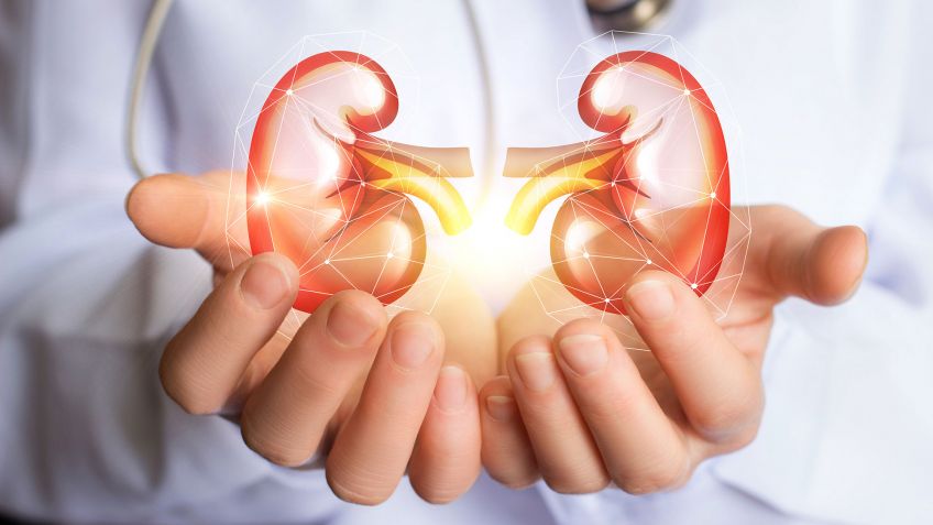 El riñón, el órgano que más se requiere para el trasplante. Foto: Internet.