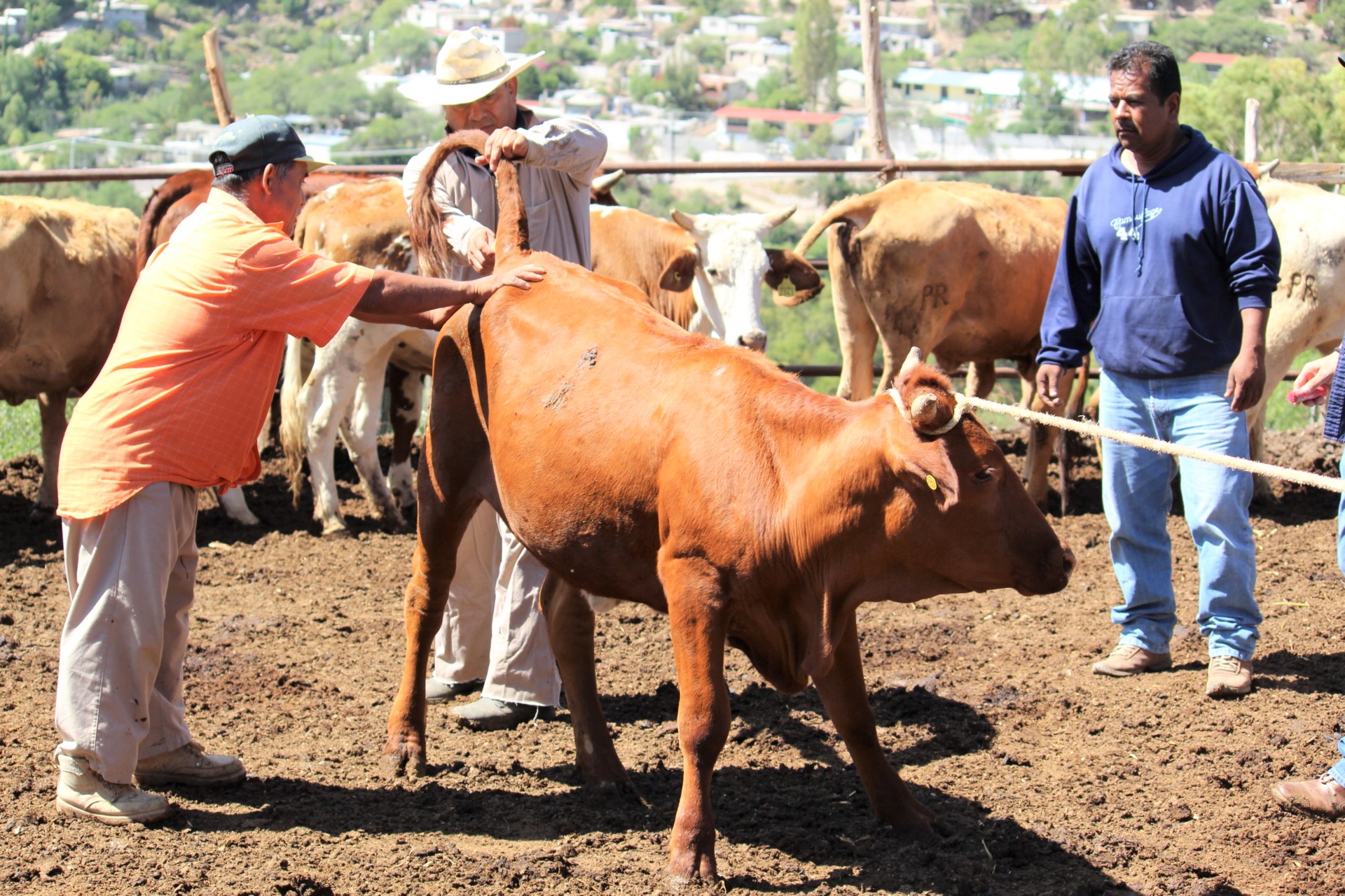Buscan bloquear enfermedades en el ganado bovino de Tolimán.
