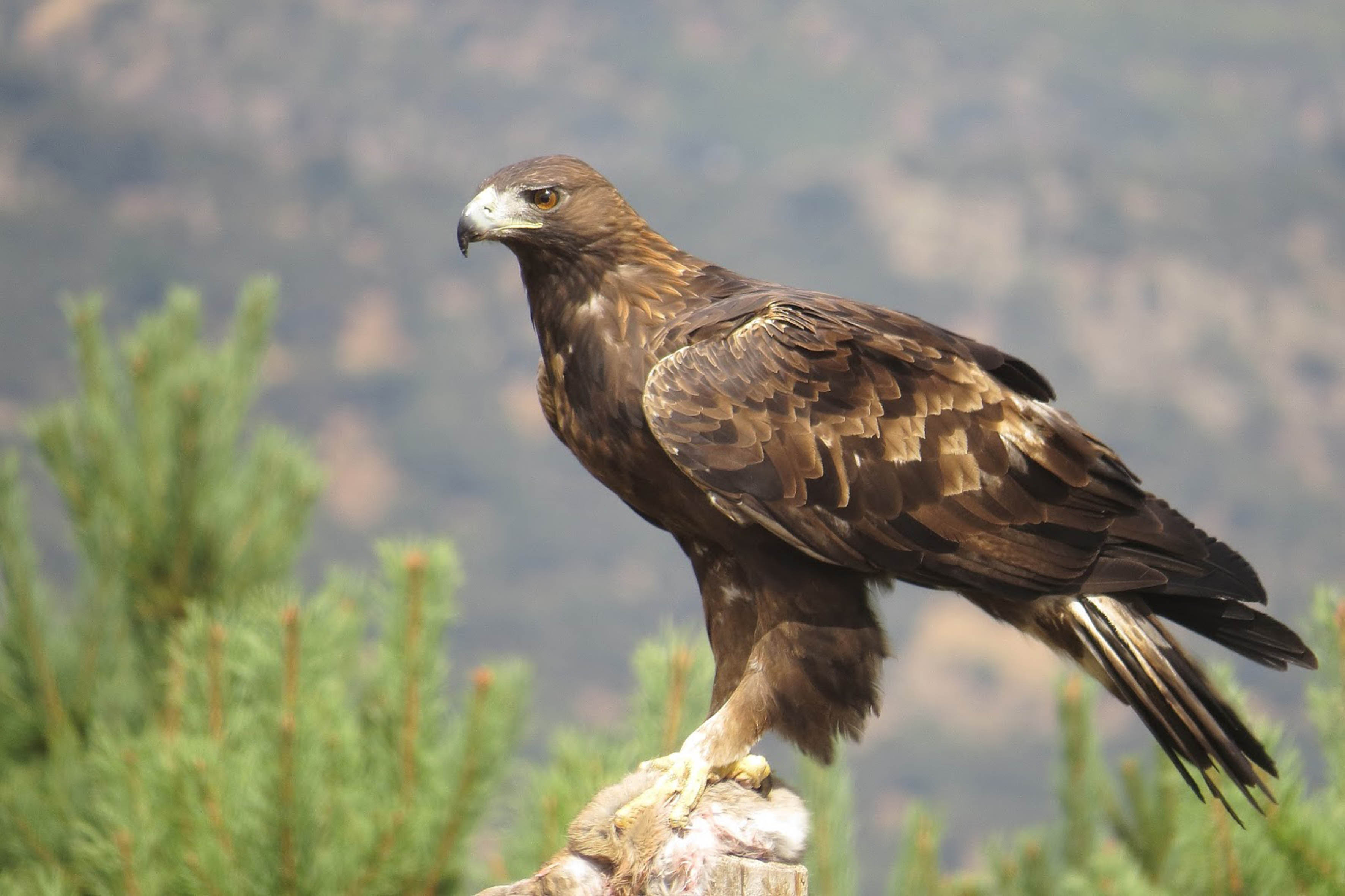 Tráfico ilegal y cambio climático, las amenazas del águila real.