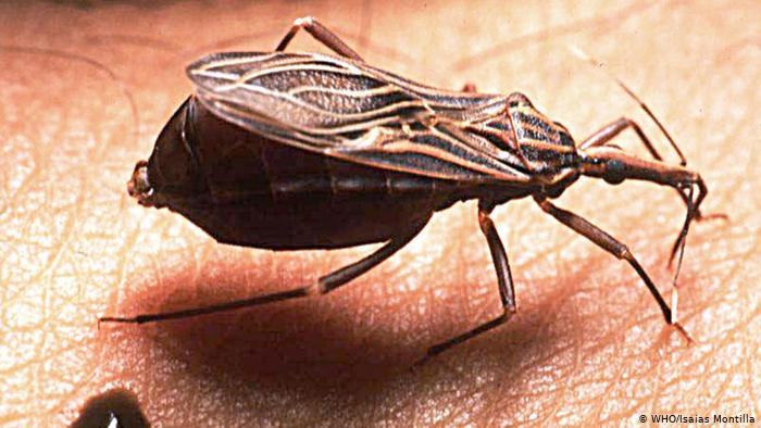 Más de 1 millón de mexicanos podrían estar infectados por la enfermedad de Chagas. Foto: Internet.