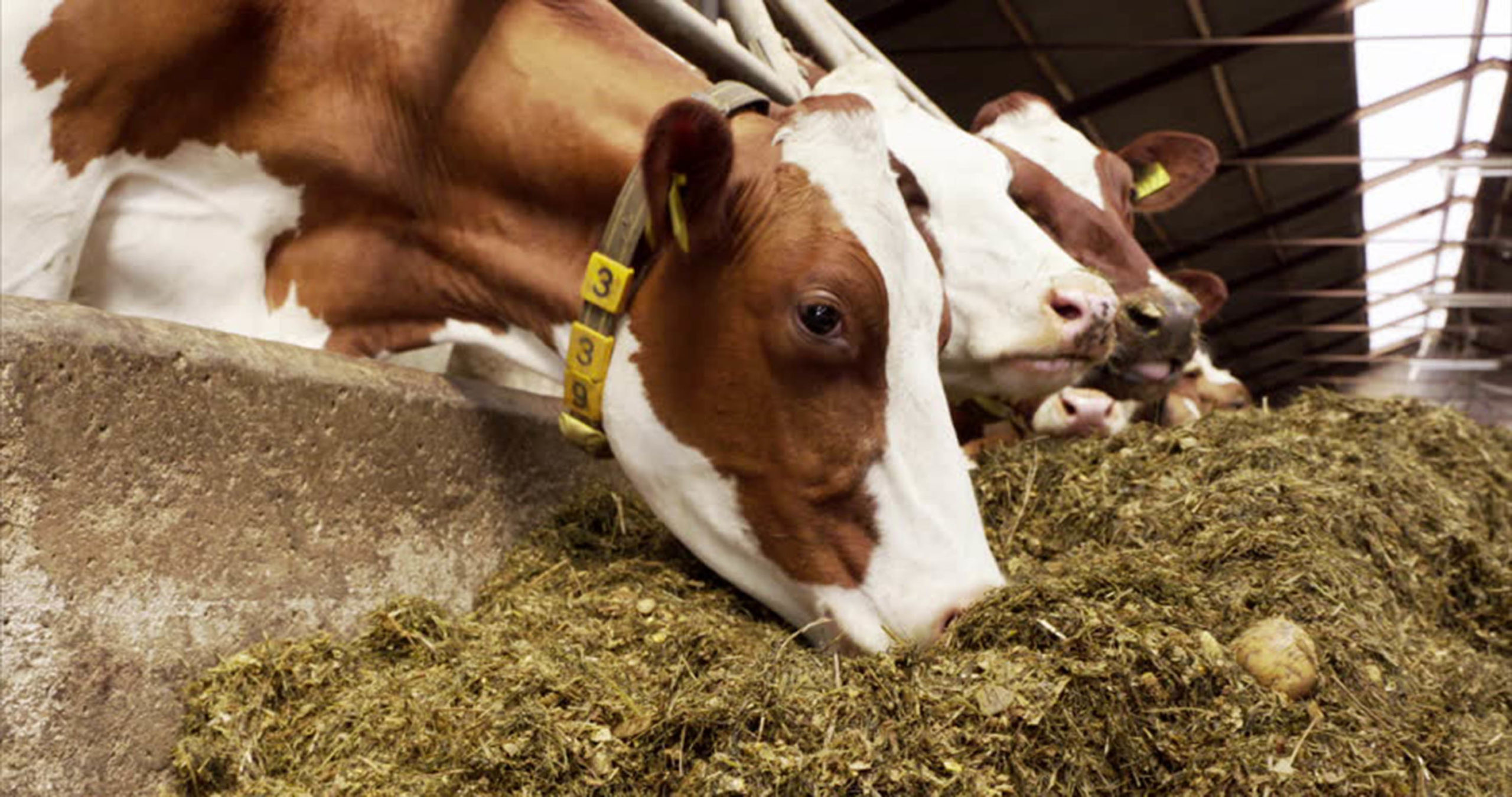Alimentar al ganado con suplementos de aceite de oliva mejora el sabor y calidad de lácteos: Investigadores.