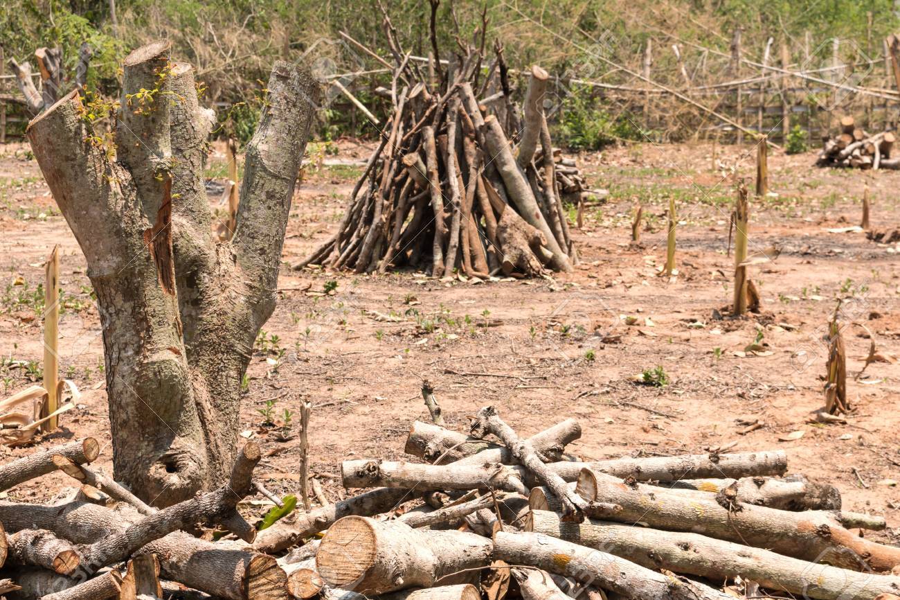 Diputados de Querétaro proponen 8 años de cárcel para quien tale arboles. Foto: Internet.