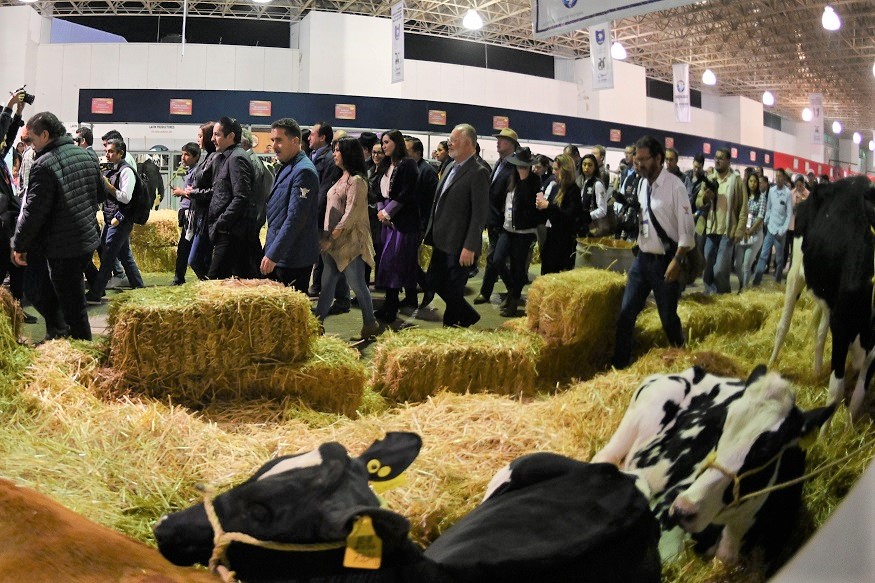 Francisco Domínguez subrayó que, por igual, destaca internacionalmente la exposición de ovinos con 4 mil ejemplares que se estarán presentando en la feria.