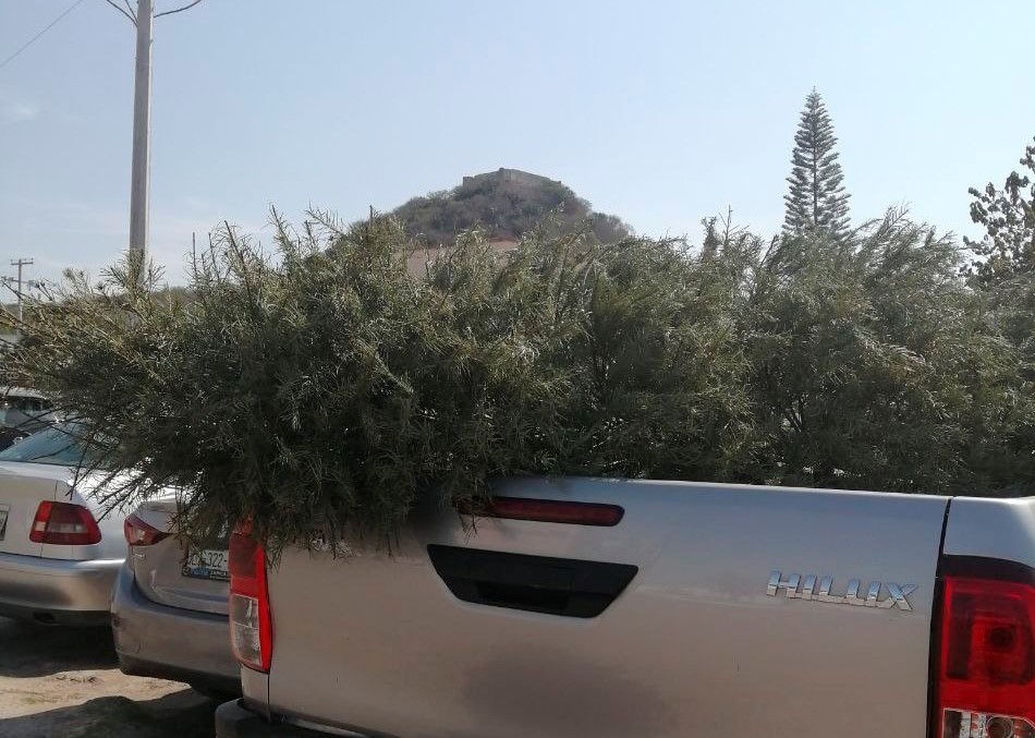 Alistan campaña en Corregidora para recolectar árboles navideños naturales.