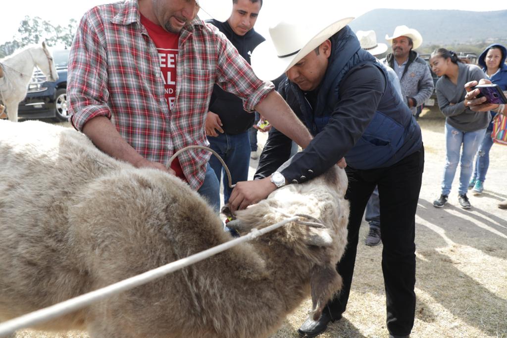 Inicia campaña de vacunación de ganado en Colón.