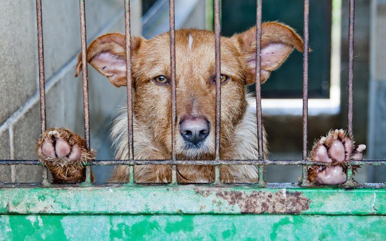 Proponen cárcel de 4 años a quien abandone mascotas.