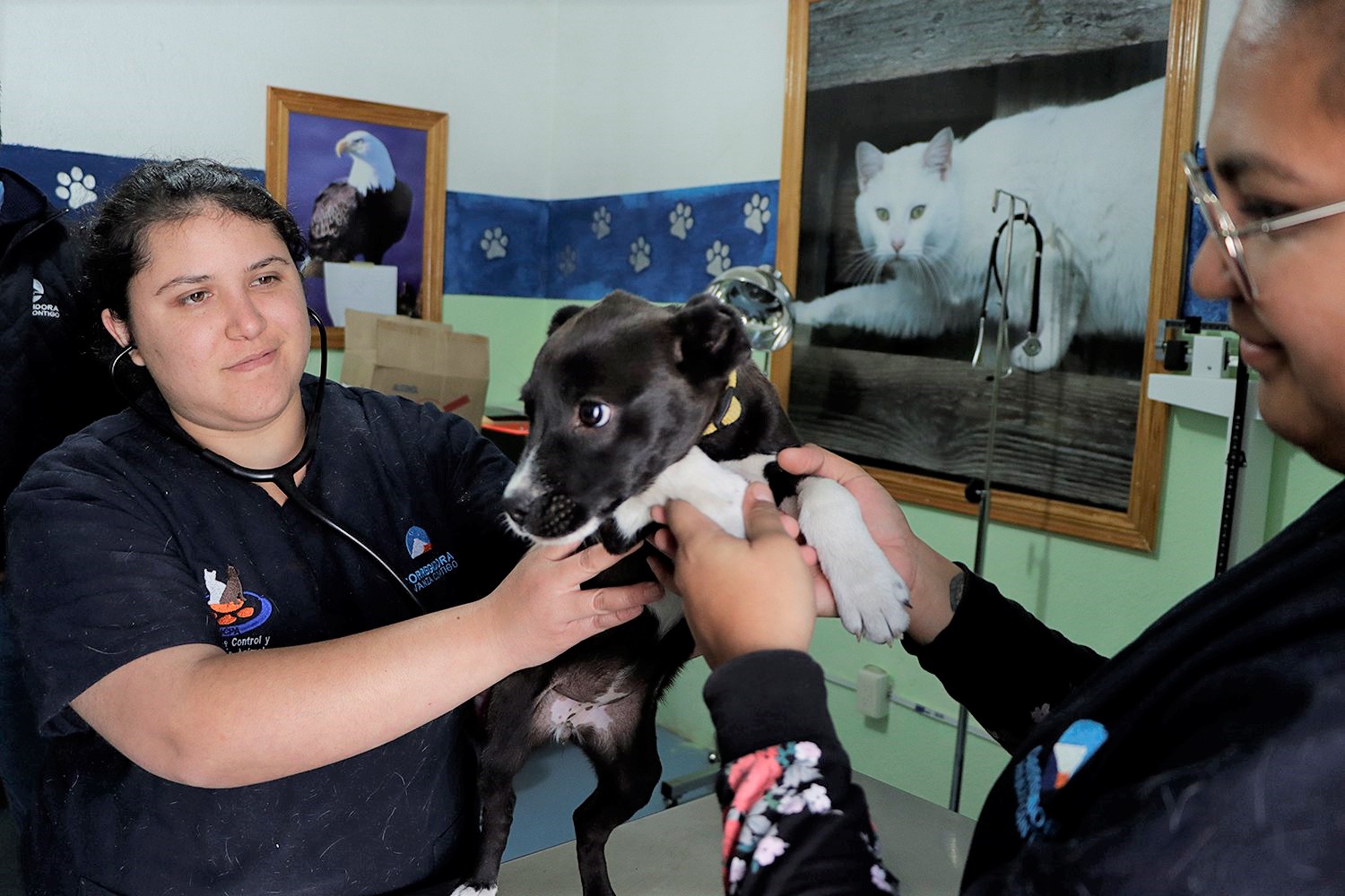 La UCPA Corregidora coloca a 480 mascotas en adopción.