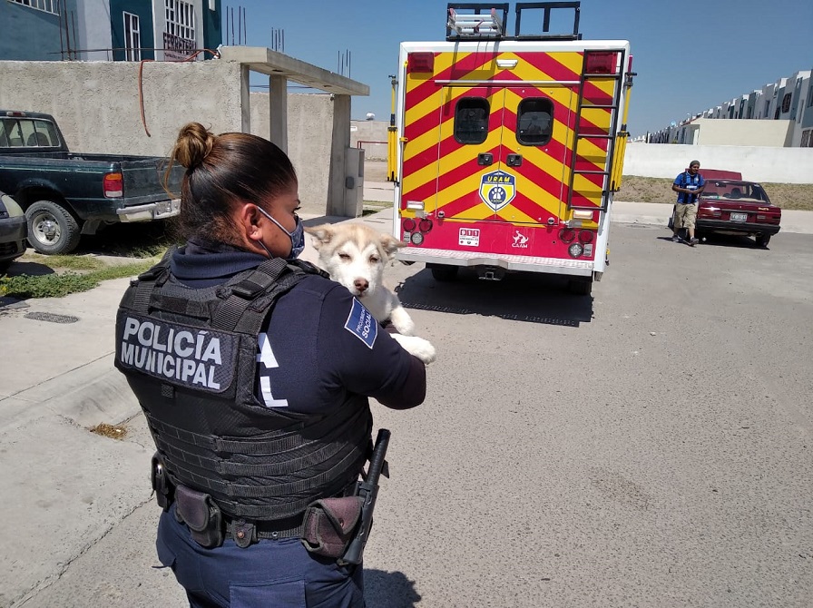 Rescatan a dos perritos en El Marqués; sufrían maltrato animal.