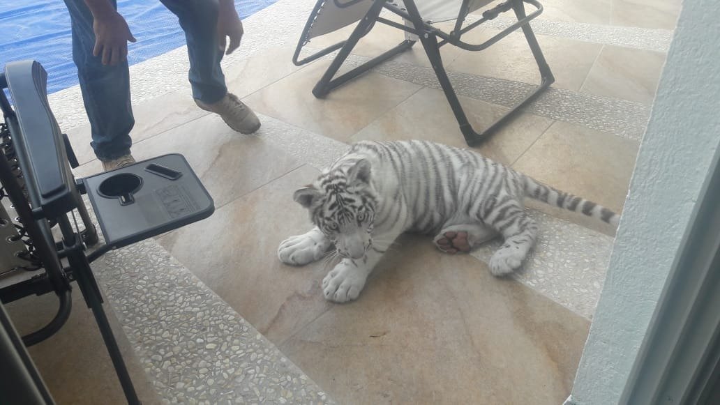 Protección Civil encuentra cachorro de tigre en la vía pública en Juriquilla.