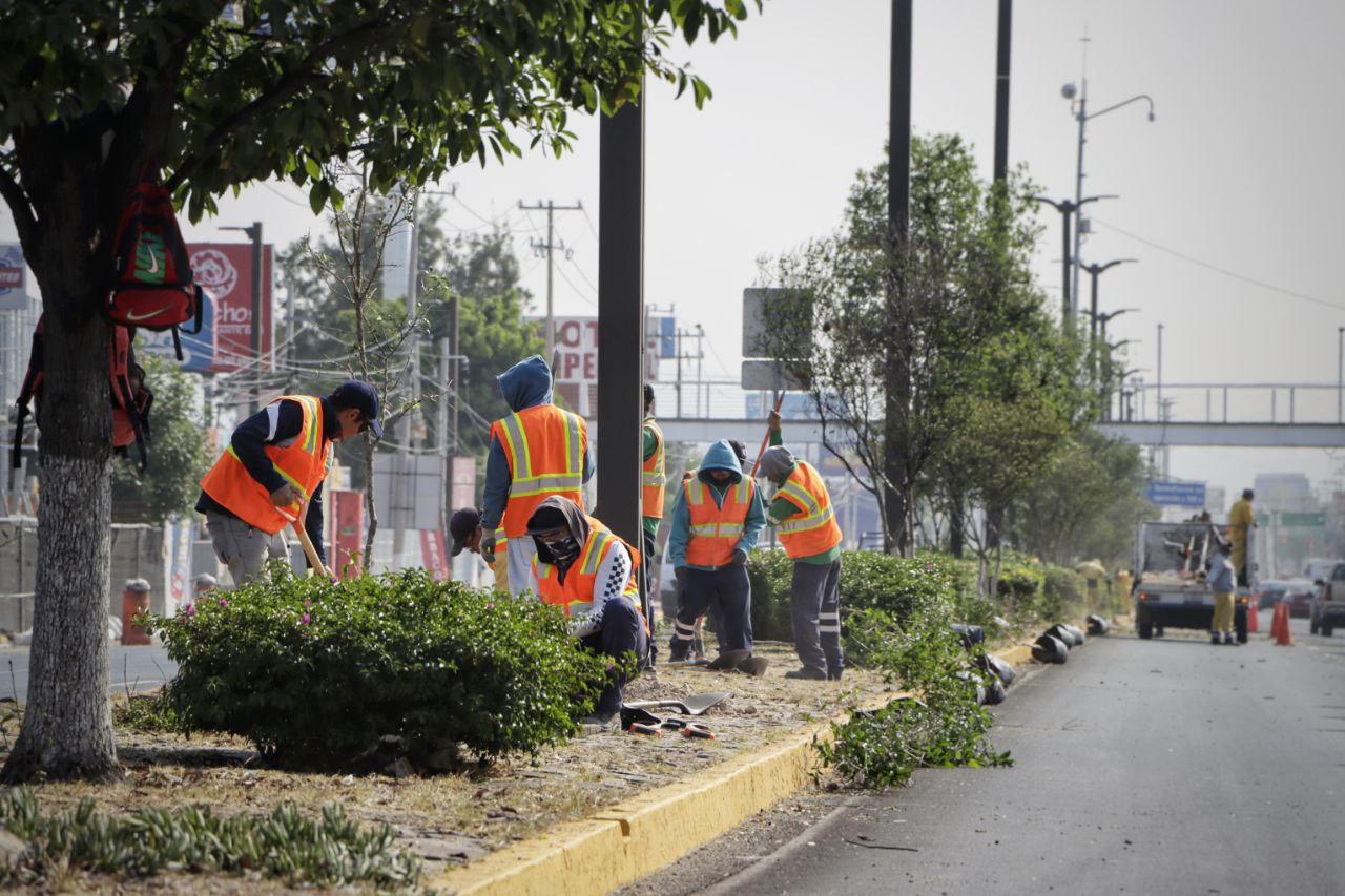 Reportan avance del 70% en programa para reforestar vialidades de Corregidora.