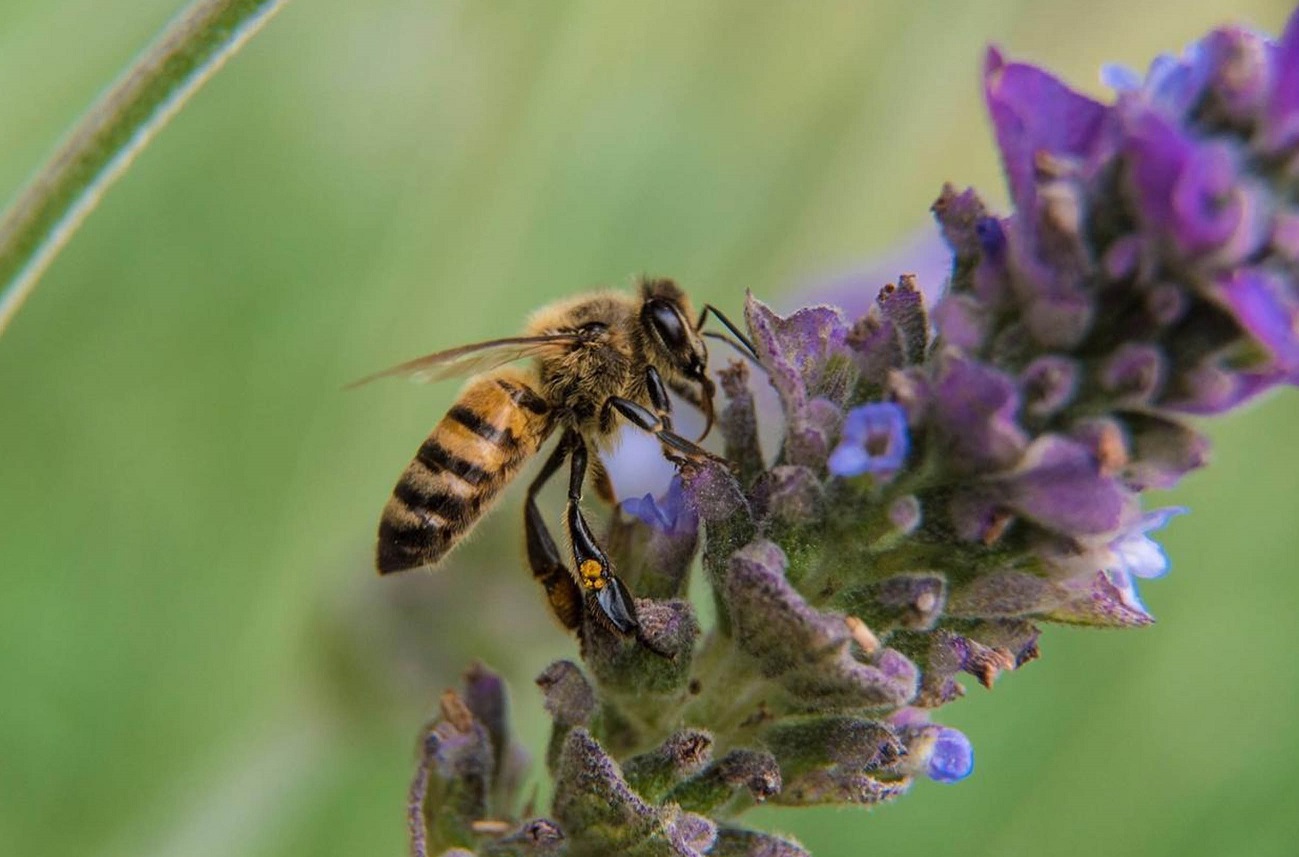 Sin las abejas habría desabasto de alimentos Científicos.