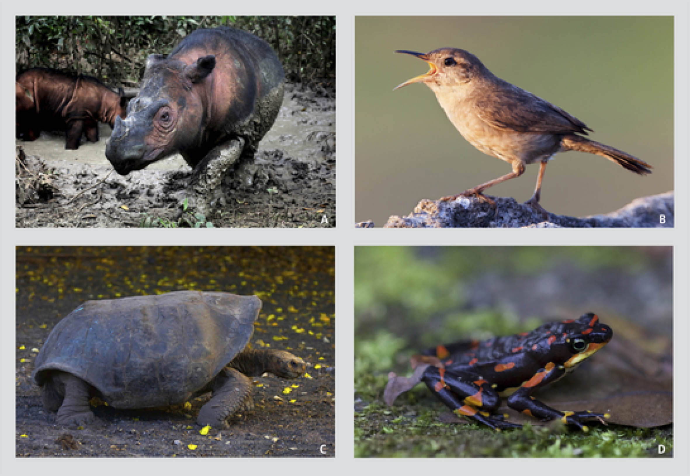 Al menos 515 especies de vertebrados están amenazados por la extinción.