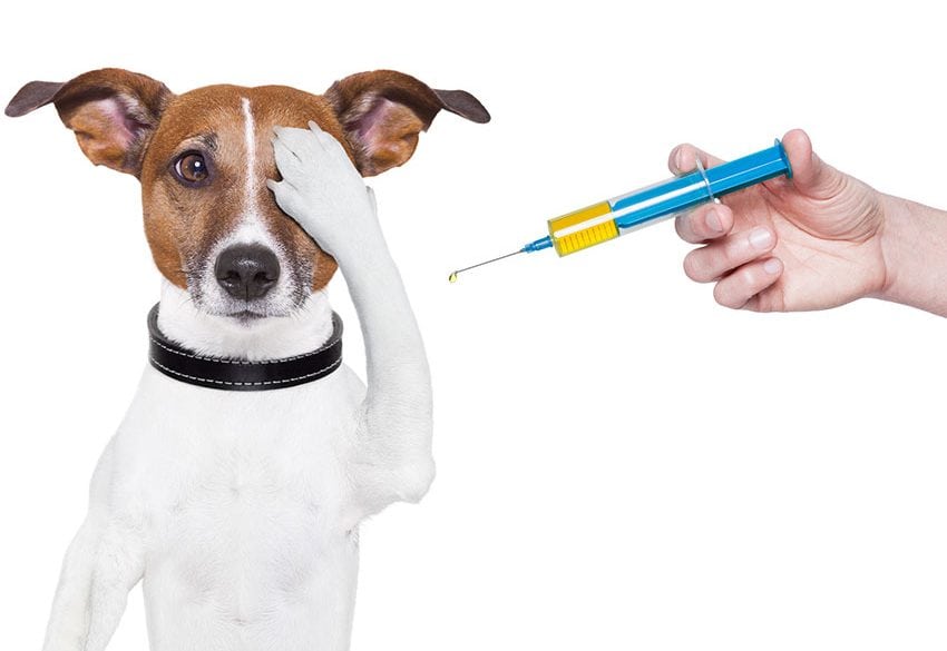 Por COVID-19, en Querétaro posponen vacunación antirrábica de mascotas hasta septiembre.