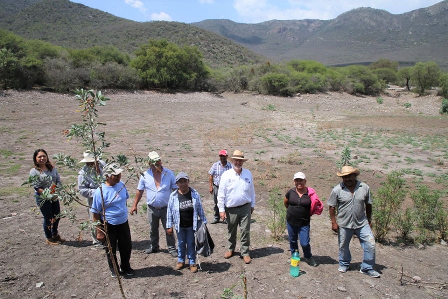 Desazolvan bordos para cosechar agua en Tolimán y Colón