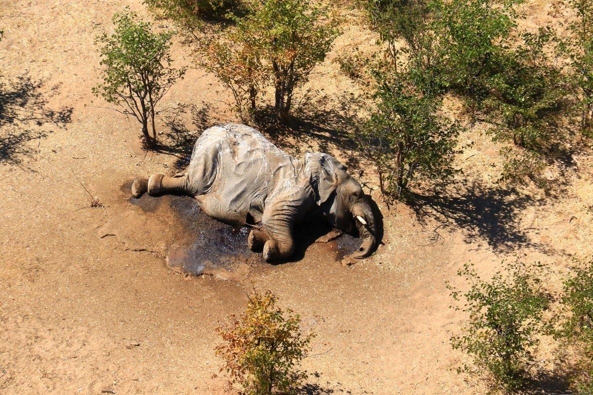 Investigan la muerte de 275 elefantes de forma misteriosa en Botsuana.