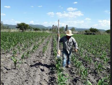 Liberan insectos benéficos para la agricultura en Pedro Escobedo.